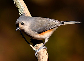 Tufted Titmouse